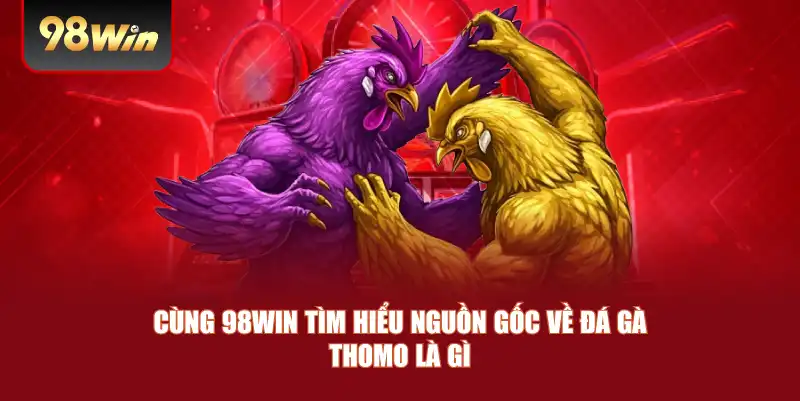 Cùng 98win tìm hiểu nguồn gốc về đá gà Thomo là gì